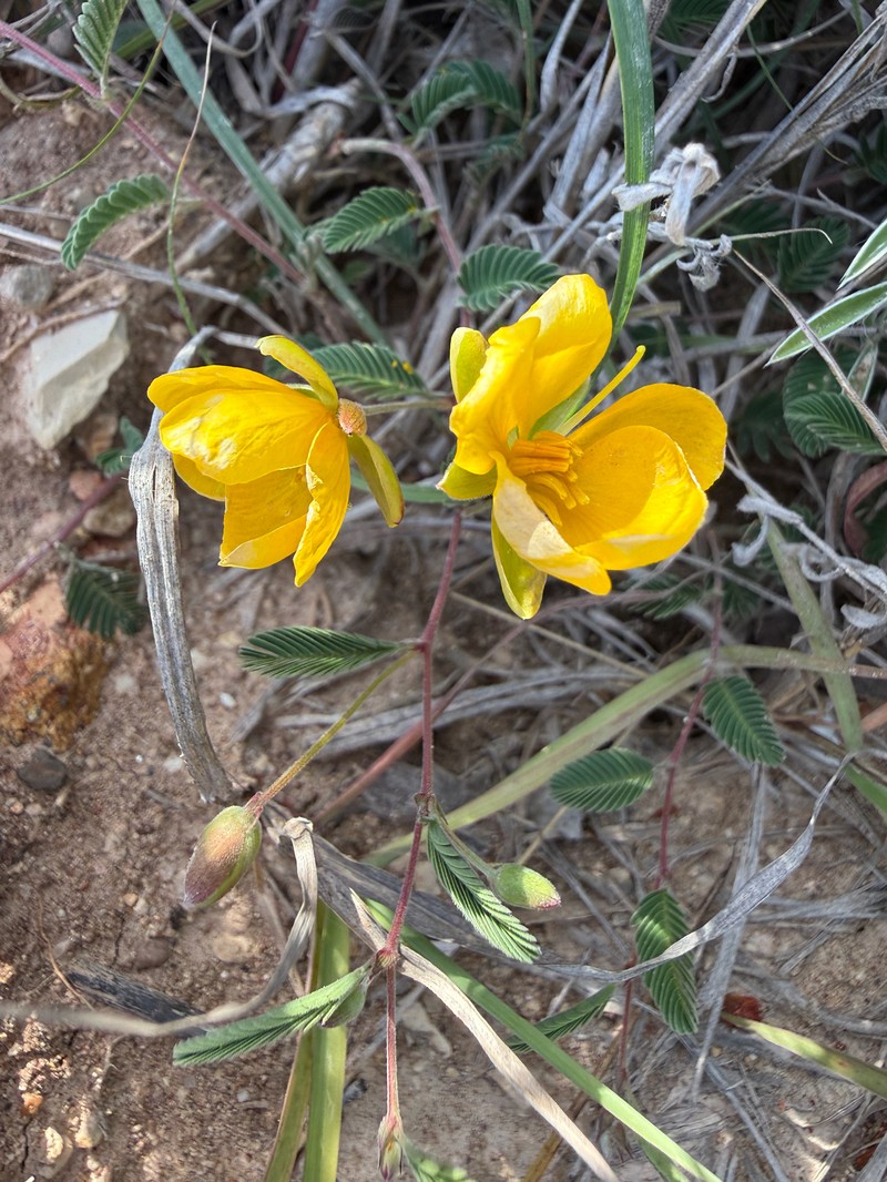 Chamaecrista flexuosa var. texana photo 4