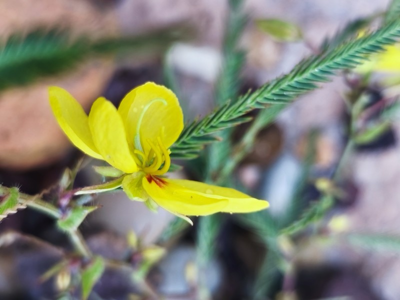 Chamaecrista flexuosa var. texana photo 5