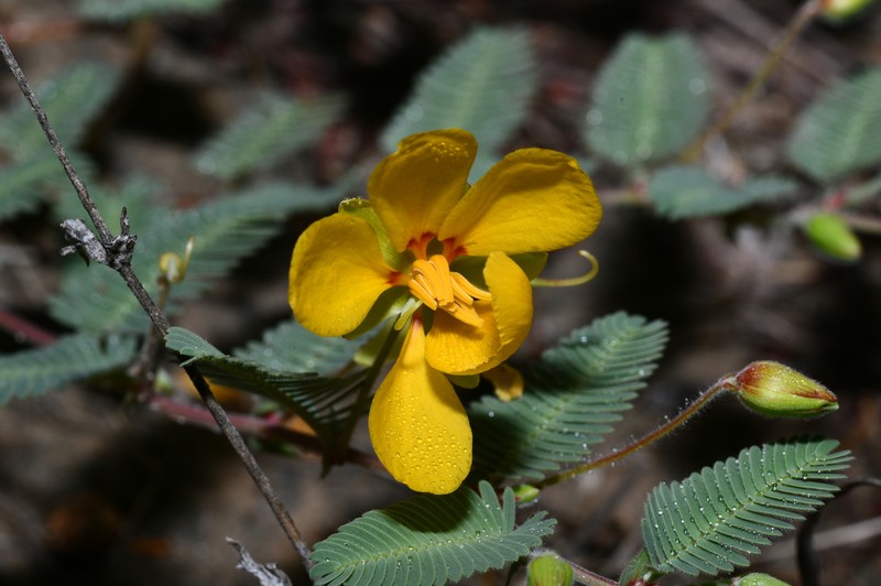 Chamaecrista flexuosa var. texana photo 6