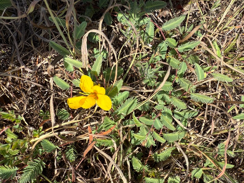 Chamaecrista flexuosa var. texana photo 7