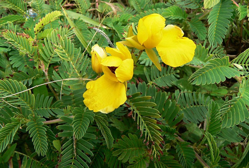 Jamaican Broom