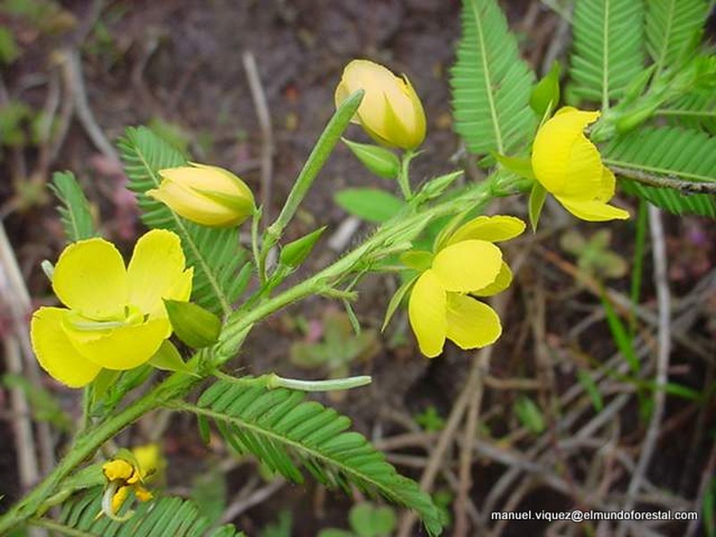 Jamaican Broom photo 2