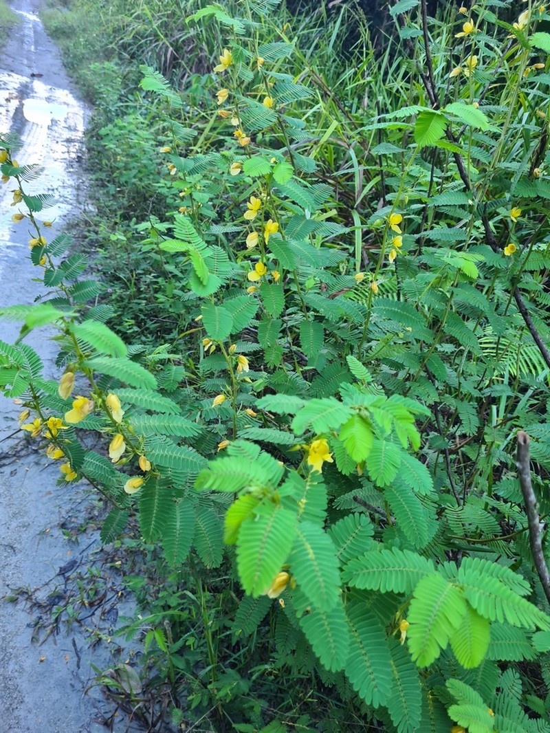 Jamaican Broom photo 3