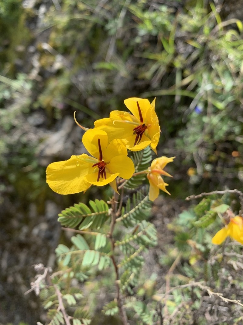 Jamaican Broom photo 5