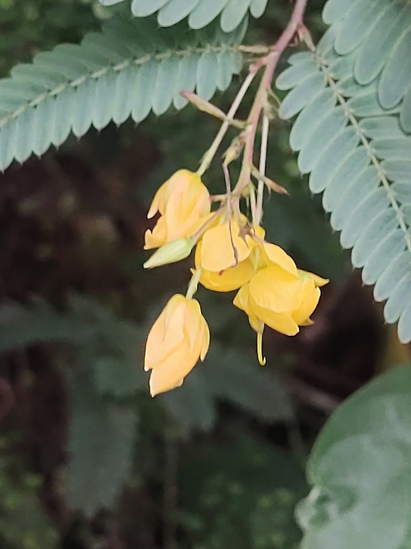 Jamaican Broom photo 6