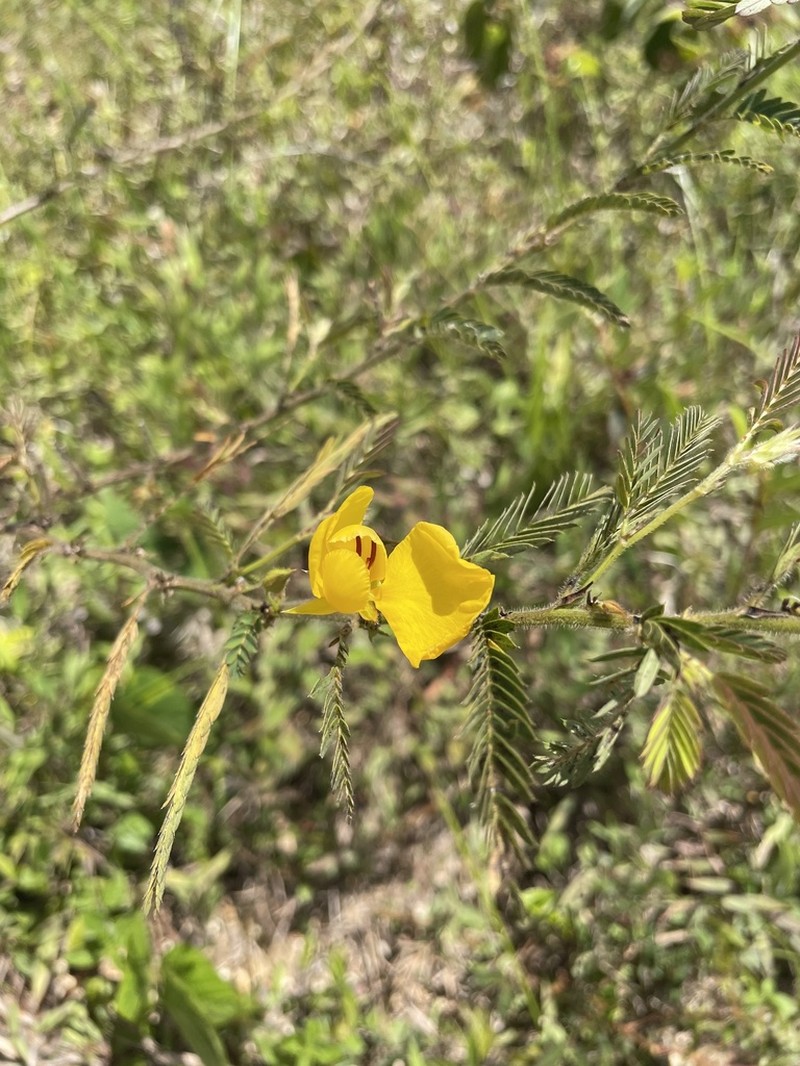 Jamaican Broom photo 7