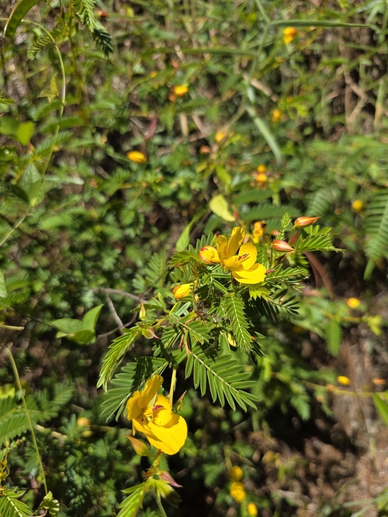 Jamaican Broom photo 8