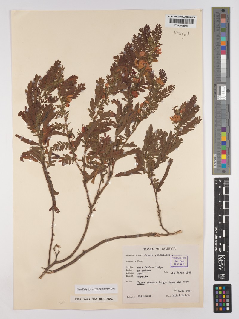 Chamaecrista glandulosa var. glandulosa