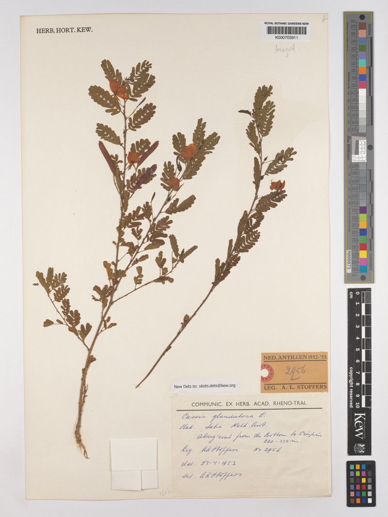Chamaecrista glandulosa var. glandulosa photo 2