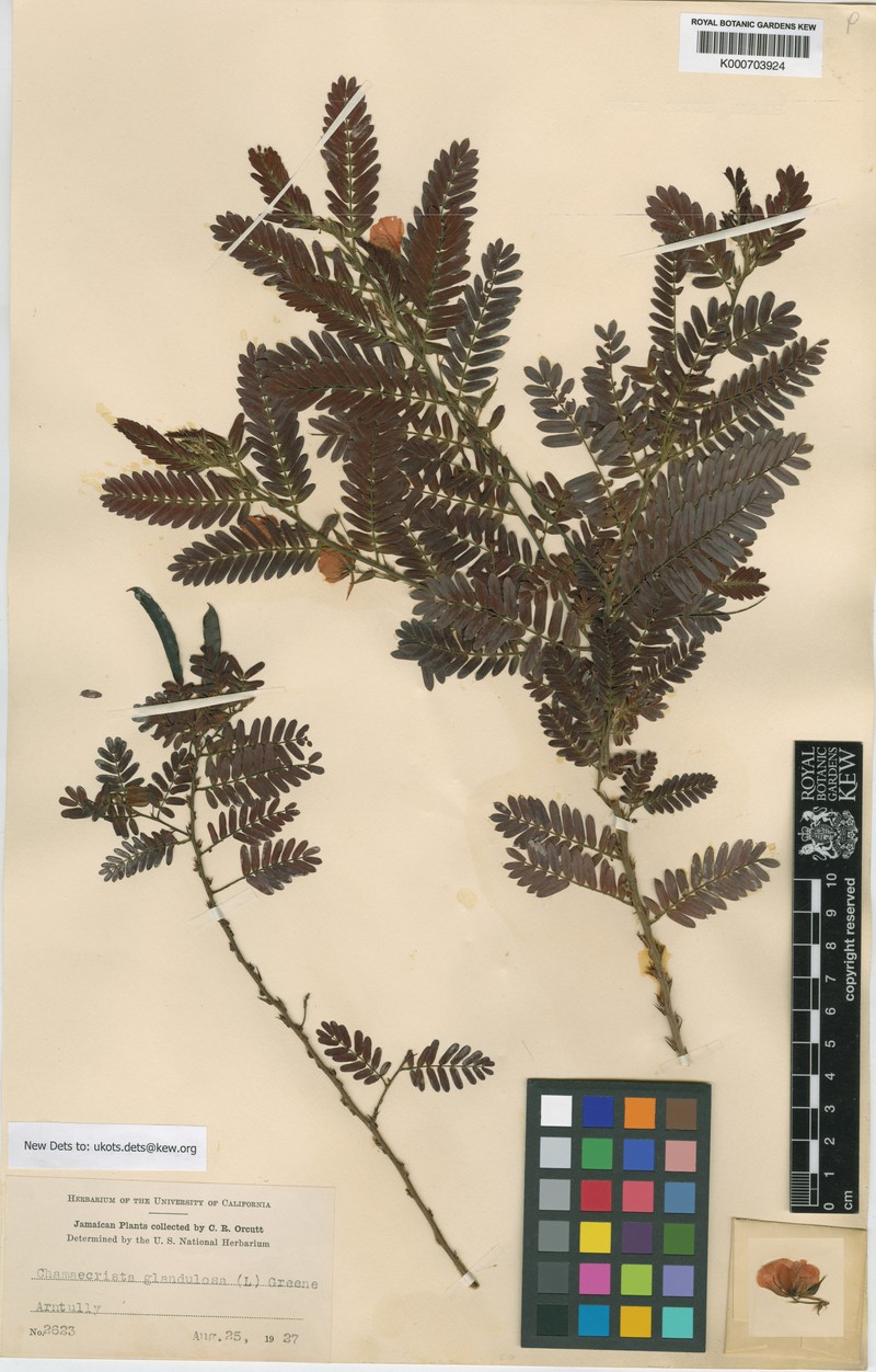 Chamaecrista glandulosa var. glandulosa photo 3
