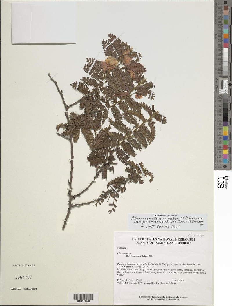 Chamaecrista glandulosa var. pinetorum