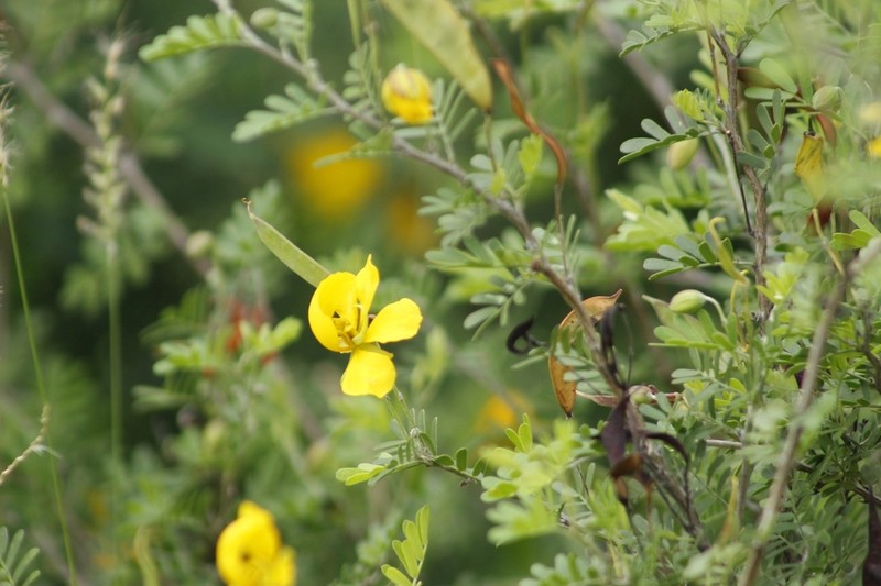 Gregg's Sensitive Pea photo 5
