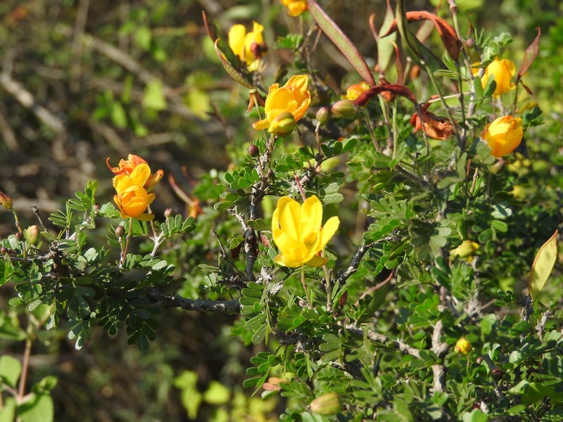 Gregg's Sensitive Pea photo 7