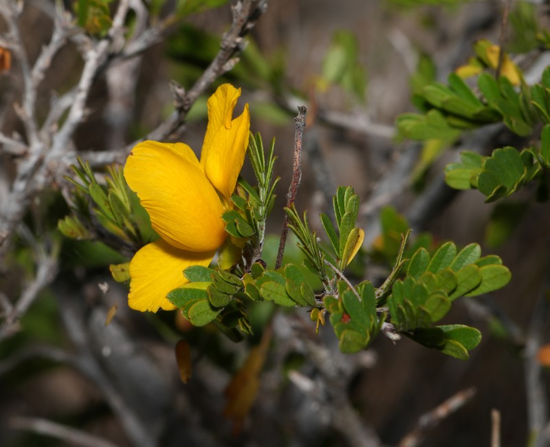 Chamaecrista greggii var. greggii