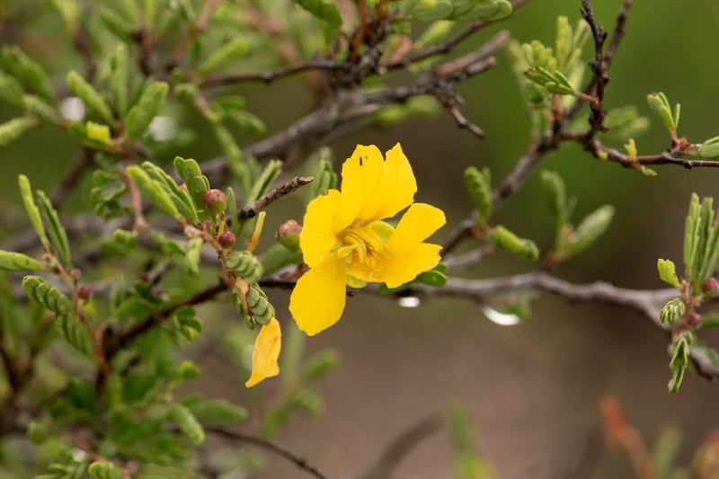 Chamaecrista greggii var. greggii photo 2
