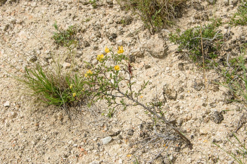 Chamaecrista greggii var. greggii photo 3