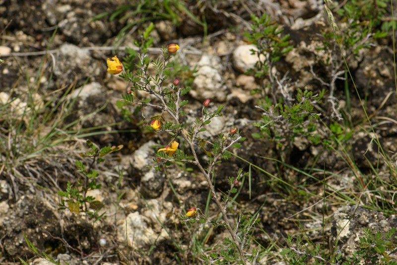 Chamaecrista greggii var. greggii photo 4