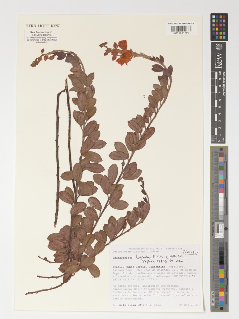 Chamaecrista herpestia photo 5
