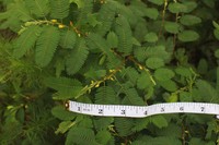 Chamaecrista horizontalis