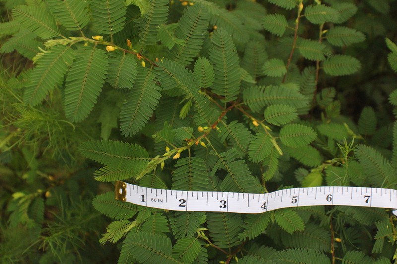Chamaecrista horizontalis