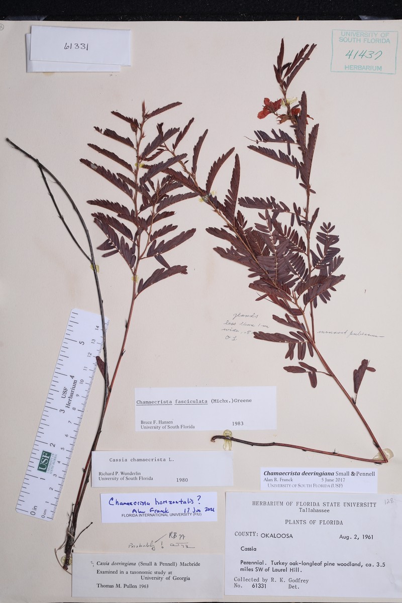 Chamaecrista horizontalis photo 5