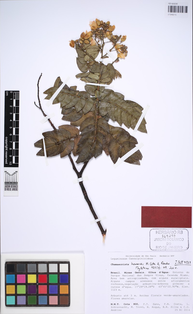 Chamaecrista howardii