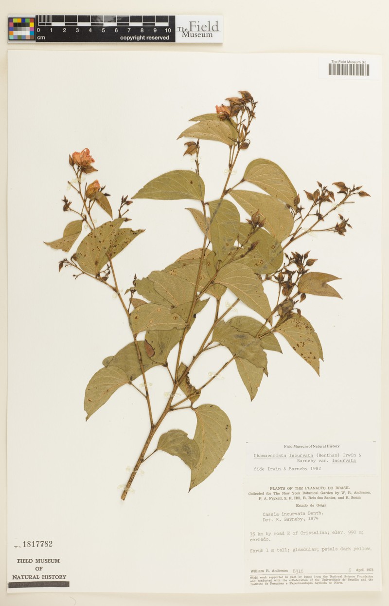 Chamaecrista incurvata var. incurvata
