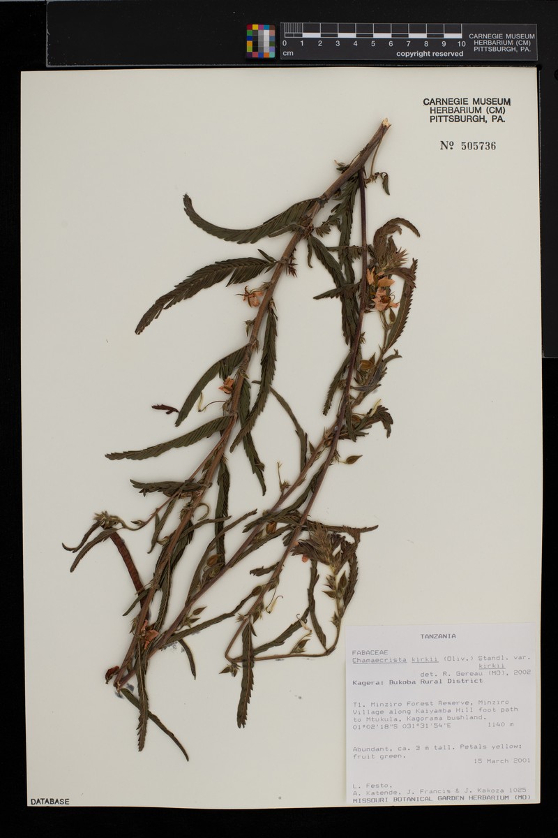Chamaecrista kirkii var. kirkii