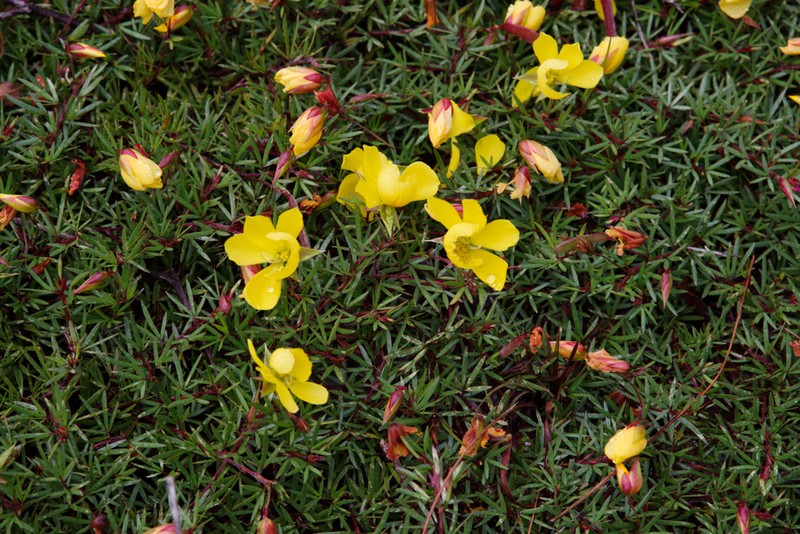 Chamaecrista linearis
