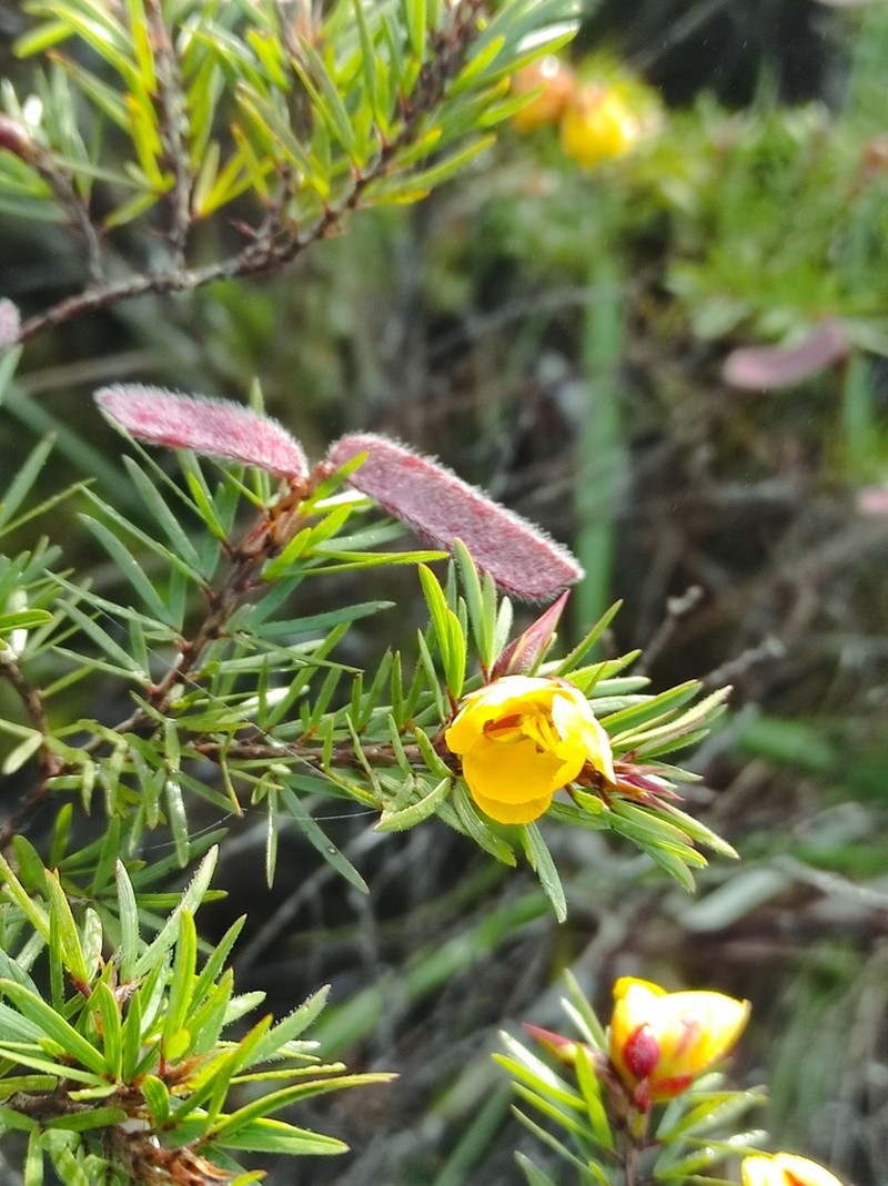 Chamaecrista linearis photo 2