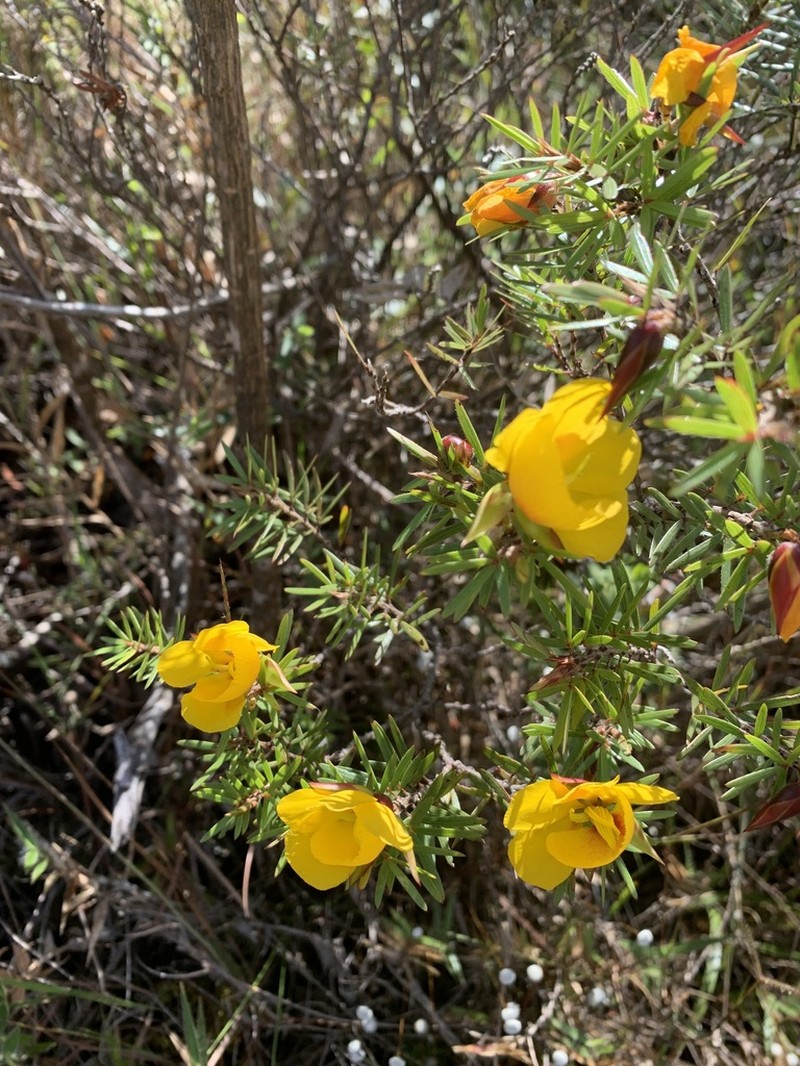 Chamaecrista linearis photo 3