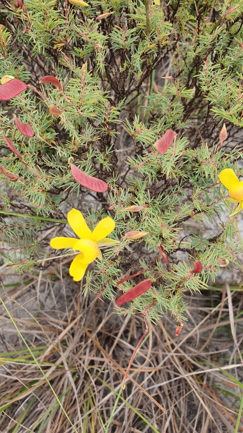 Chamaecrista linearis photo 4