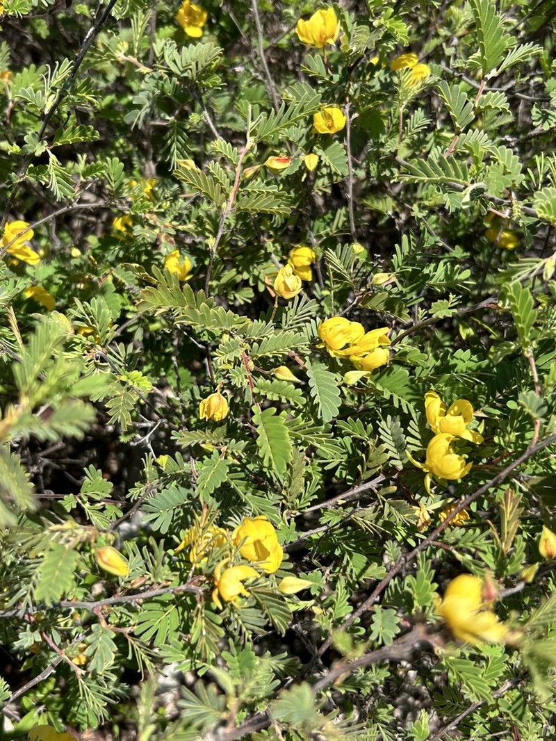 Narrowpod Sensitive Pea photo 7