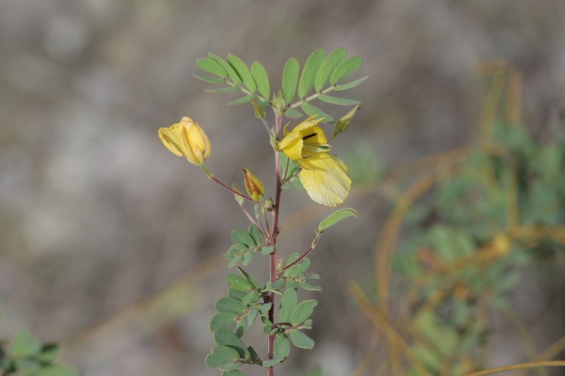Narrowpod Sensitive Pea photo 8