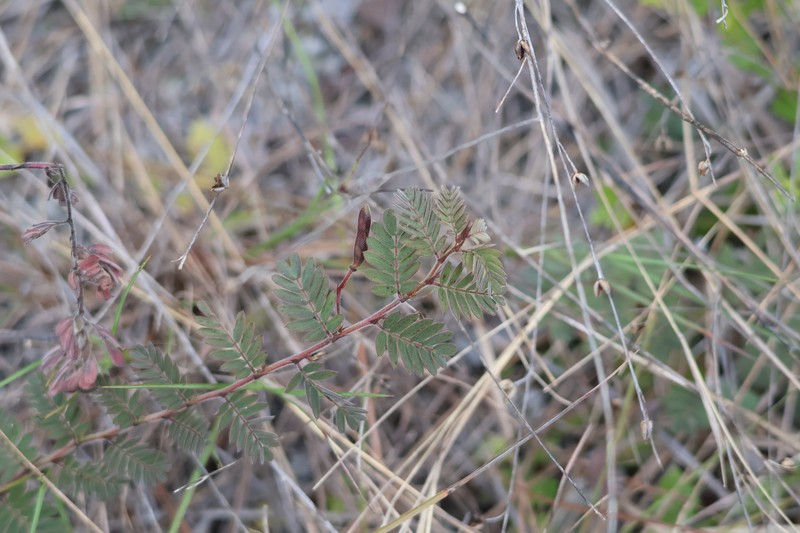Chamaecrista lineata var. keyensis