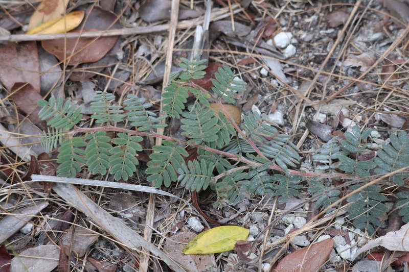 Chamaecrista lineata var. keyensis photo 2