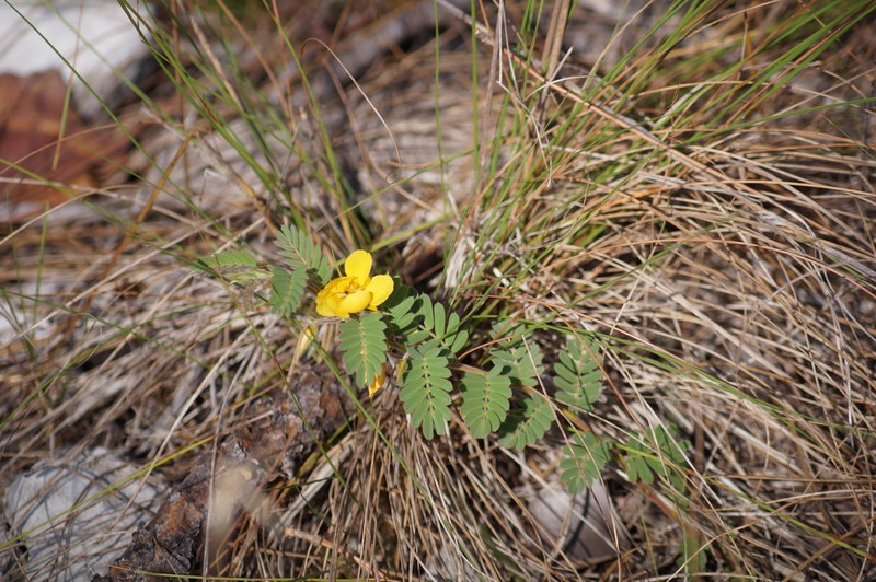 Chamaecrista lineata var. keyensis photo 3