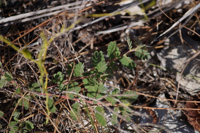 Chamaecrista lineata var. keyensis photo 4