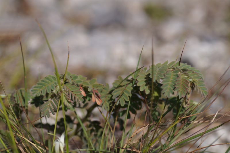 Chamaecrista lineata var. keyensis photo 5