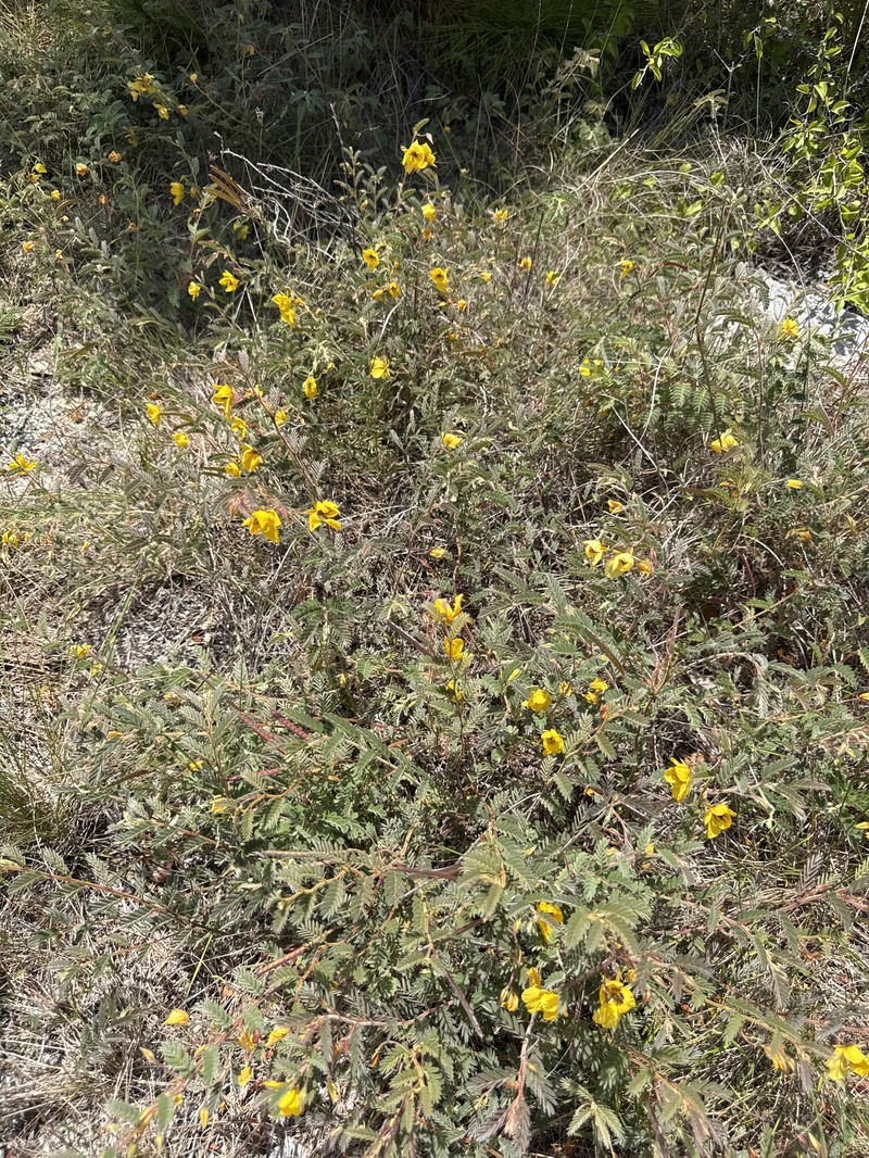 Chamaecrista lineata var. keyensis photo 6