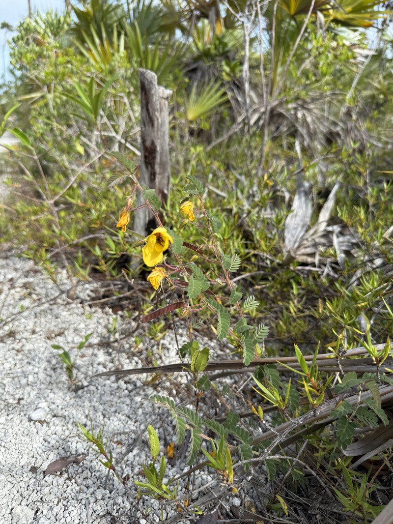 Chamaecrista lineata var. keyensis photo 7