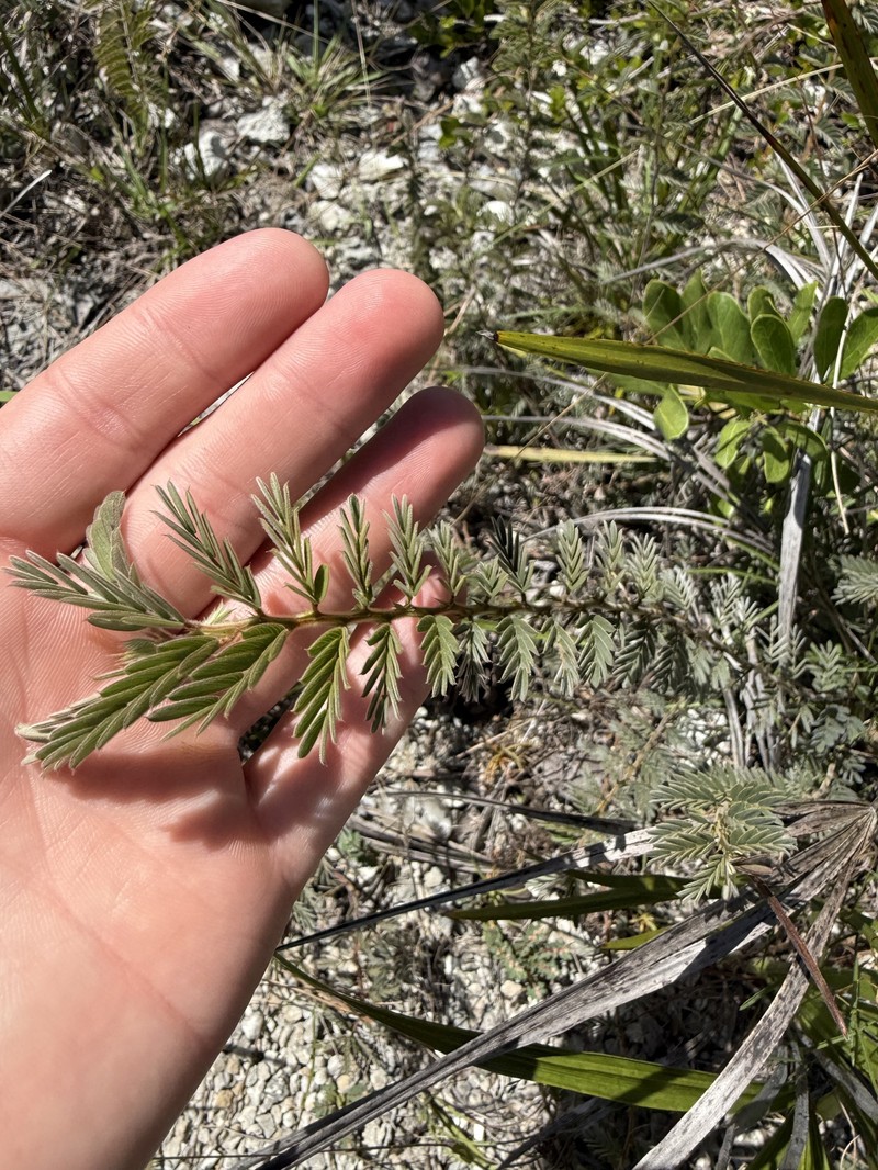 Chamaecrista lineata var. keyensis photo 8