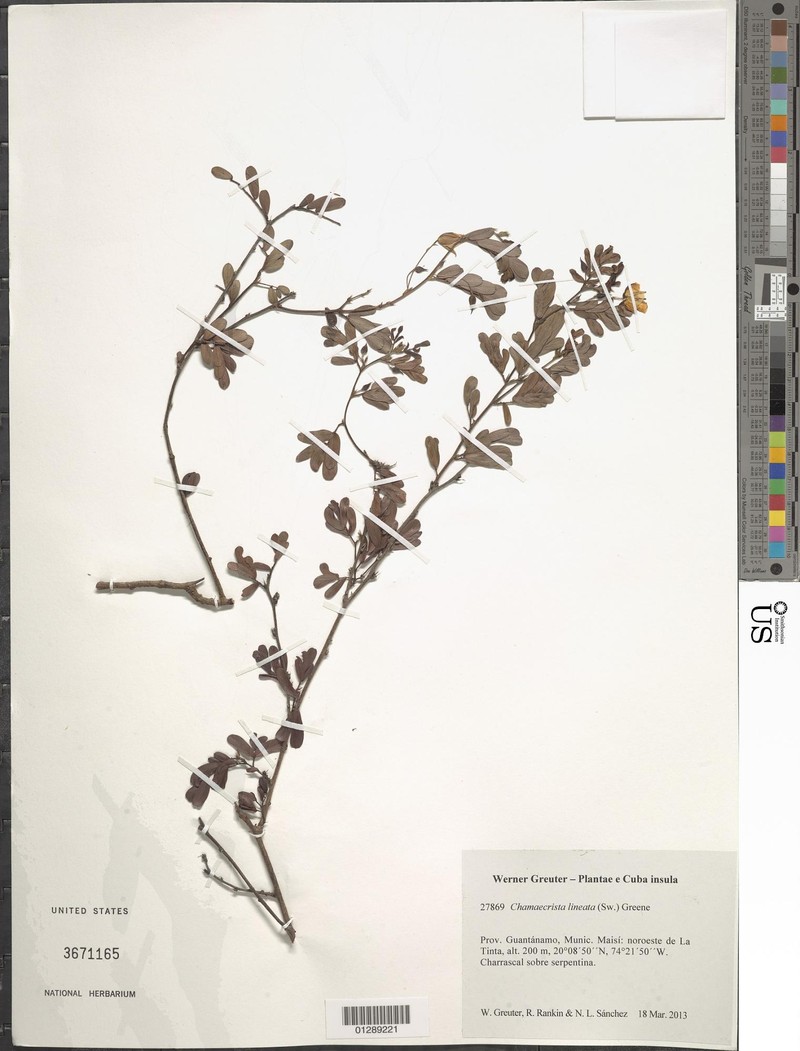Chamaecrista lineata var. lineata