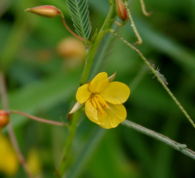 Chamaecrista photo 2