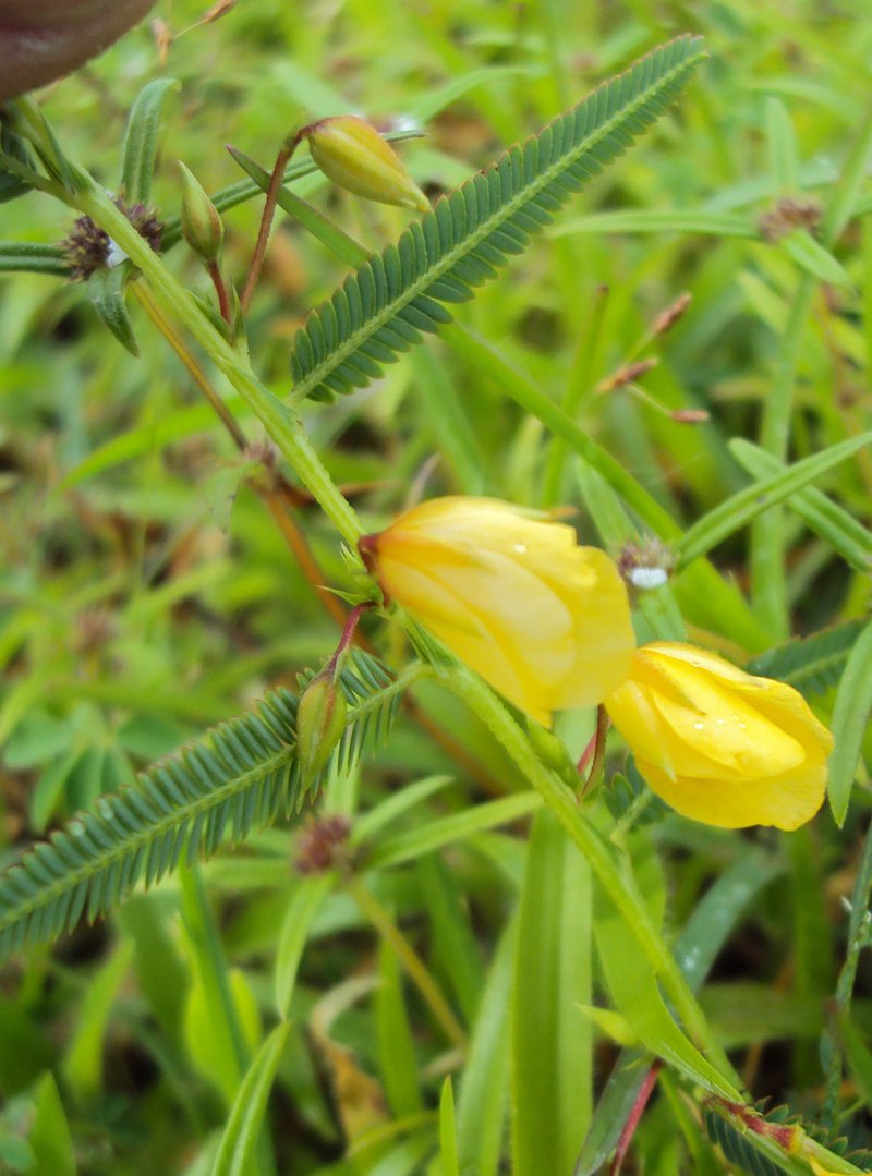 Chamaecrista