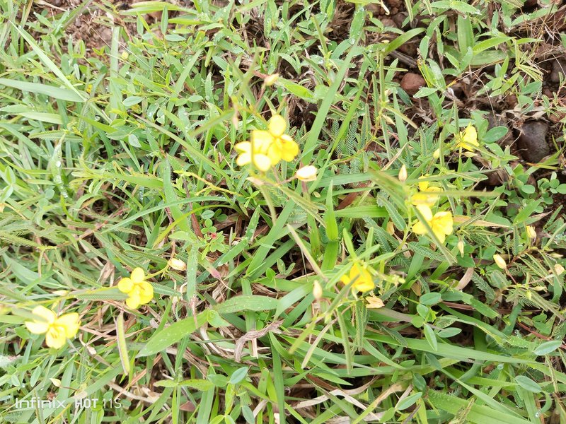 Chamaecrista photo 4