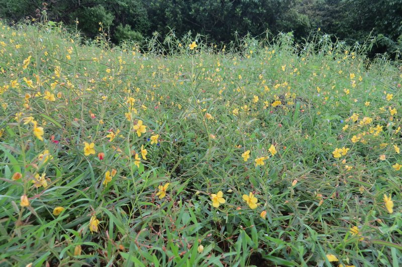 Chamaecrista photo 5