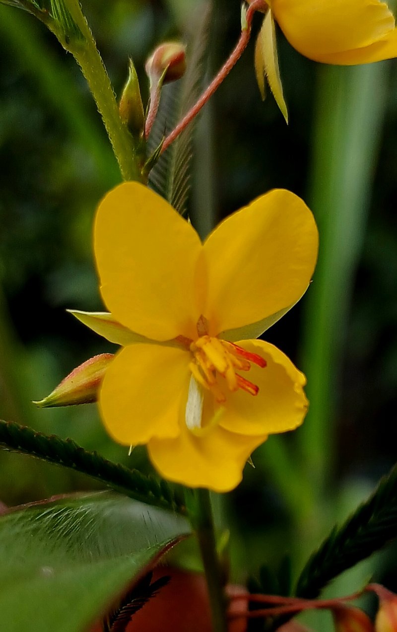 Chamaecrista photo 7