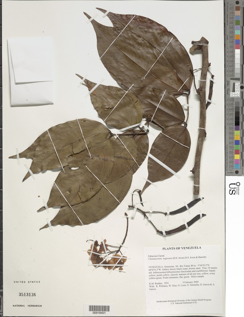 Chamaecrista negrensis var. negrensis