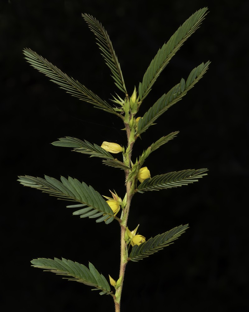 Sensitive Partridge Pea